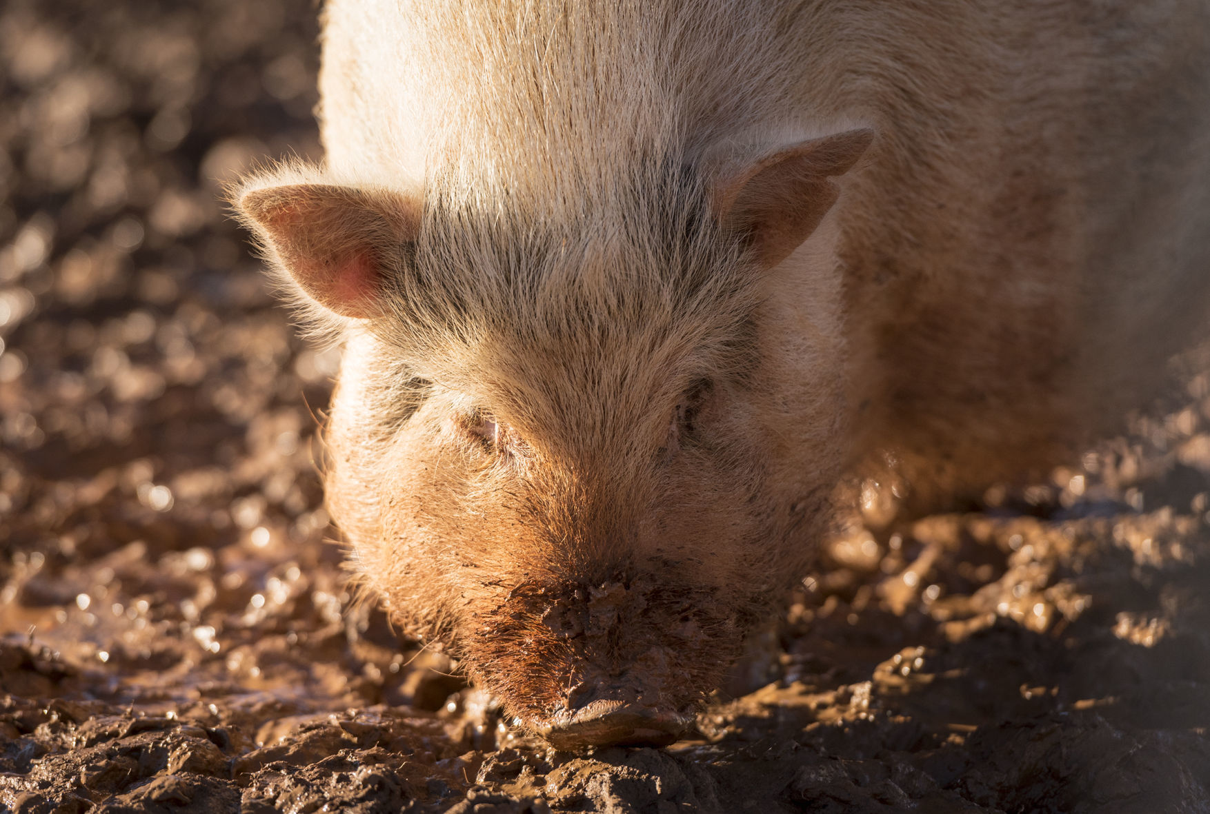 Pigs